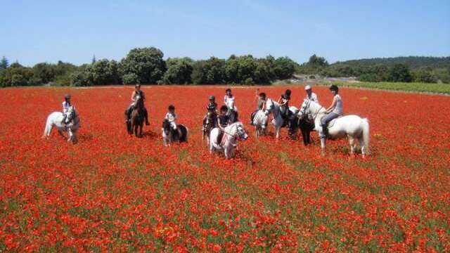 Balade à cheval entre les monts du Vaucluse et le plateau du Lubéron