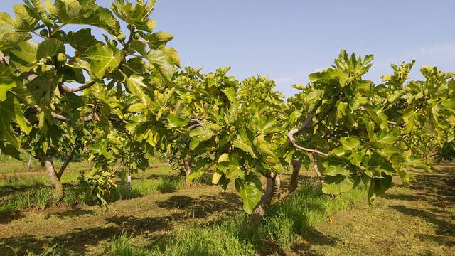 La Figue de Solliès-Pont