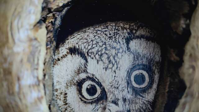 "La lumière nuit" : apéro-dînatoire partagé, visite de l'exposition suivie d'une balade nocturne