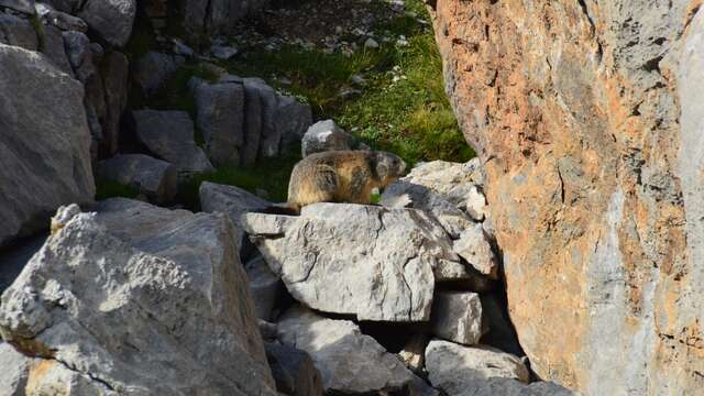 Randonnée marmottes et compagnie