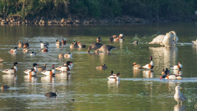 Vol en Dombes : Observons les oiseaux de l'étang du Grand Birieux