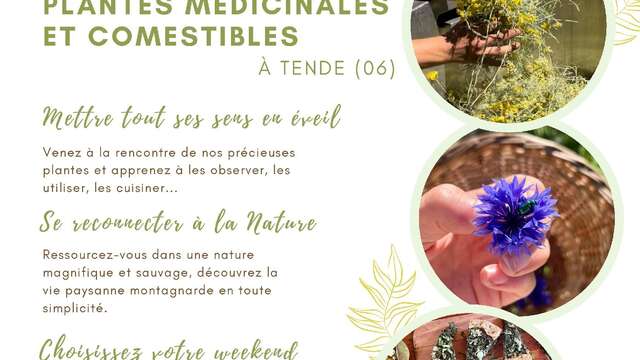 Weekend discovery of medicinal and edible plants in the mountains
