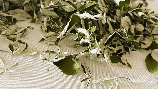 Little picker-herbalist workshop at the Châtaignerie Godissard