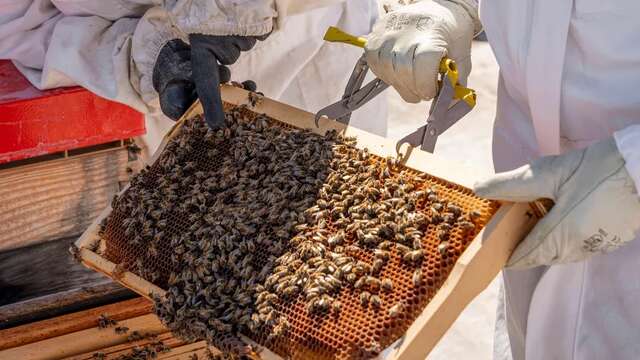 Initiez-vous à l'apiculture sur les toits de Cannes