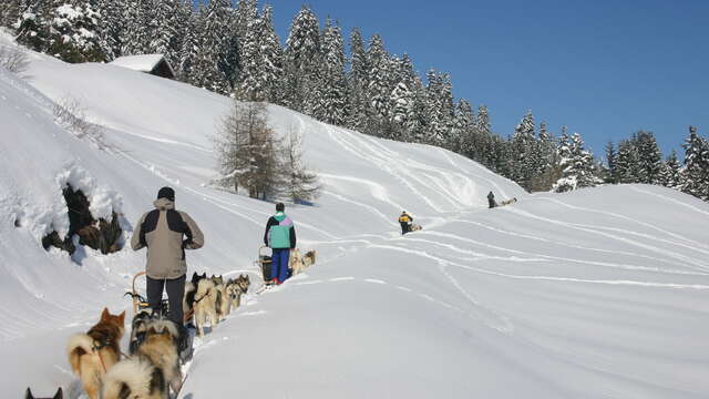 Chiens de traîneau : randonnées sur plusieurs jours