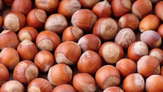 Fête de la Noisette : Valorisation de l'artisanat et des producteurs