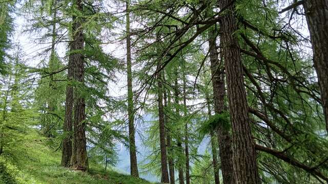 Sortie Parc - La forêt au fil des saisons