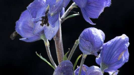 Super-powers of mountain plants" conference