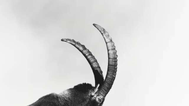 Emission Radio Mont-Blanc - Festival du Film Nature