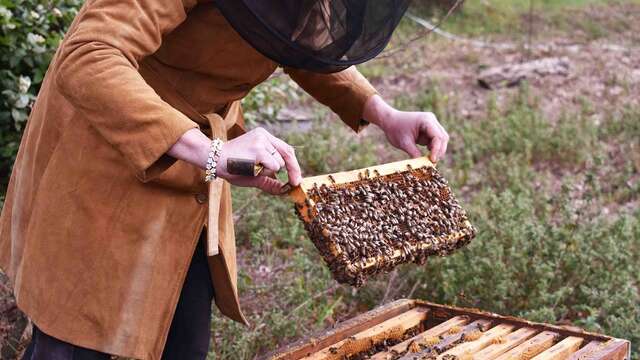 Im Herzen des Bienenstocks