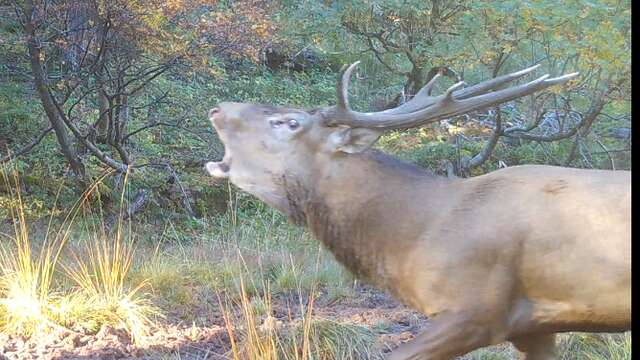 Sortie spéciale brame du cerf