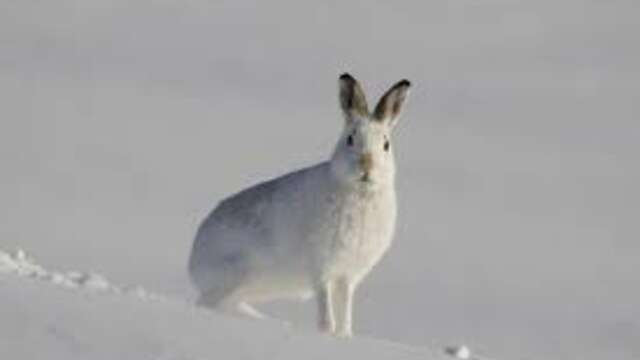 Stand La faune en hiver