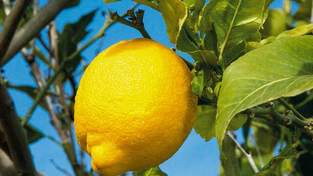 APCM - Association for the Promotion of Menton Lemon