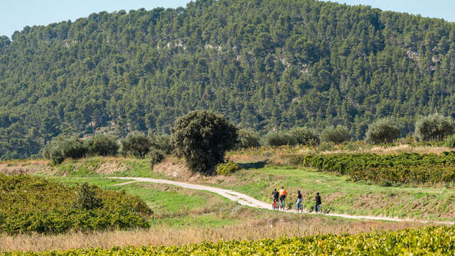 Balade à VTT électrique dans le vignoble et dégustation - Rhonéa