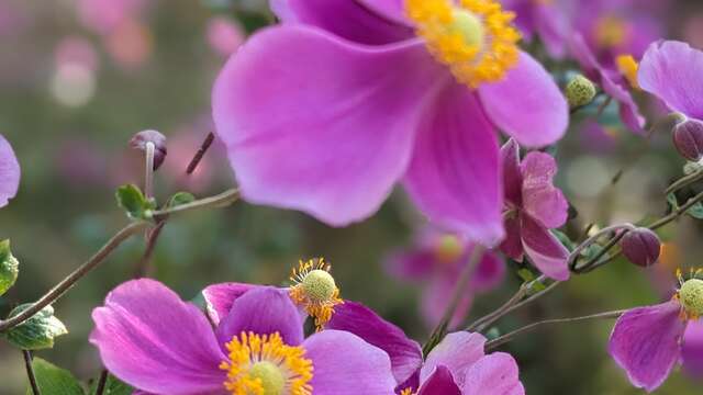 Rendez-vous aux jardins - édition 2026