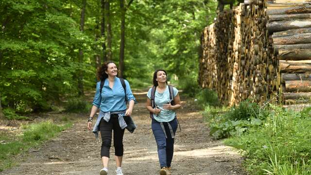Les arbres remarquables en famille en forêt de Saint-Germain