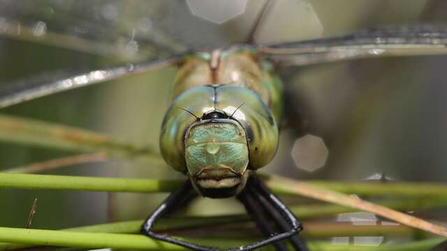 Libellules et compagnie