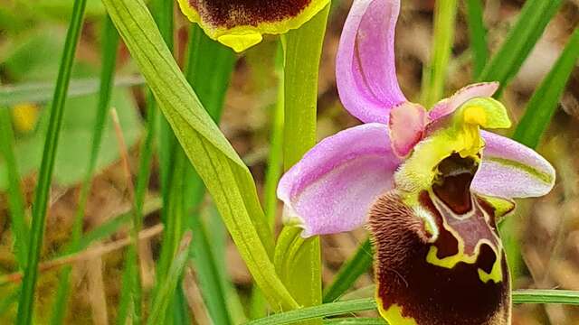 Sentier botanique des orchidées