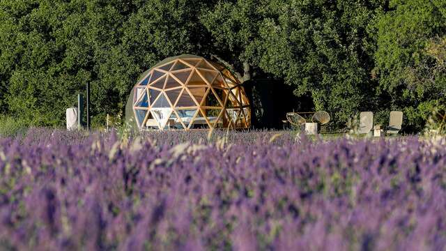 La bulle du Lavandin