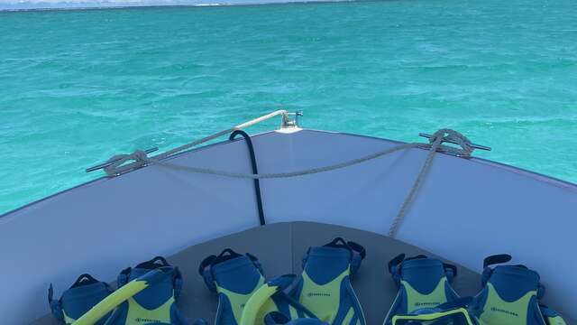 Polyn'Easy Dive and Tours - Whale watching tours