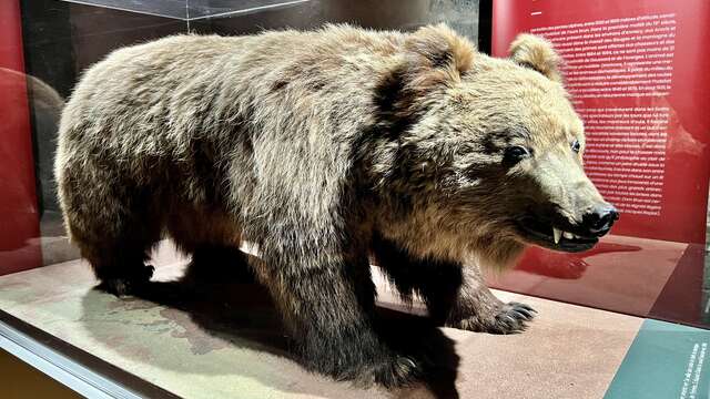 Lecture animée - Ours y es-tu ?