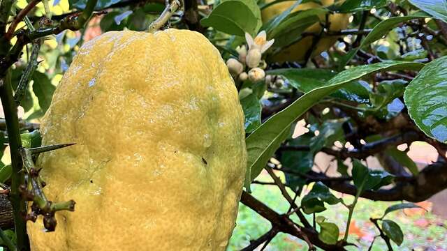 Journée des agrumes au Jardin de Baudouvin