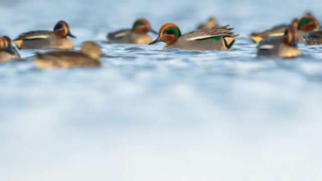 Découverte de la Réserve avec un guide naturaliste aux Marais du Vigueirat