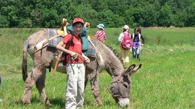 Walking with donkeys