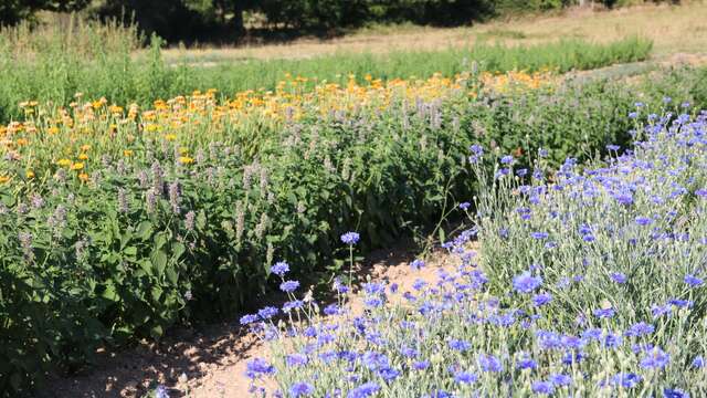 Sem'Arôme - Paysanne herboristerie