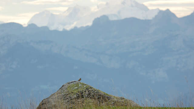 Ruta: découverte panoramique de l'alpage du Plan