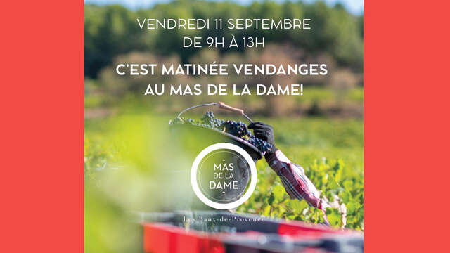Morning grape harvest at the Mas de la Dame