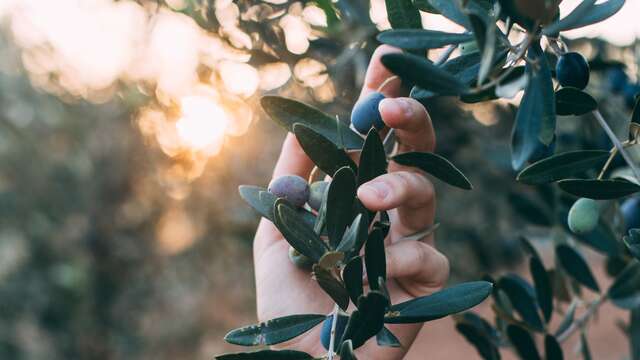 Balade conférence : La culture de l’olivier