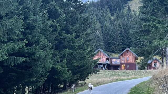 Cani-refuge avec white Forest