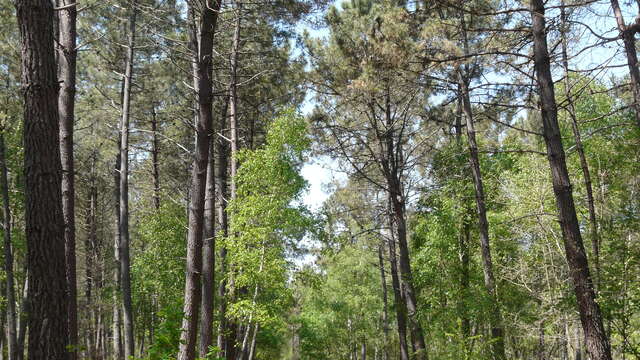 Forêt de Boudré