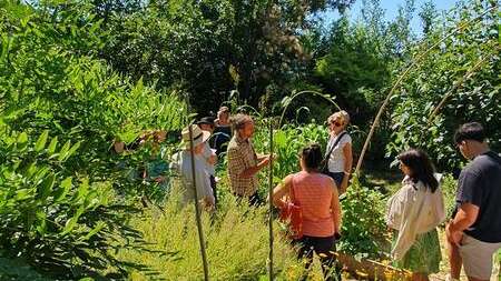 JEP 2026 - Visite guidée du jardin des plantes tinctoriales de Lauris