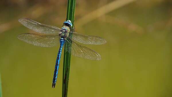 Papillons et Libellules