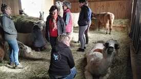 Séminaire : Lamas Coaching®