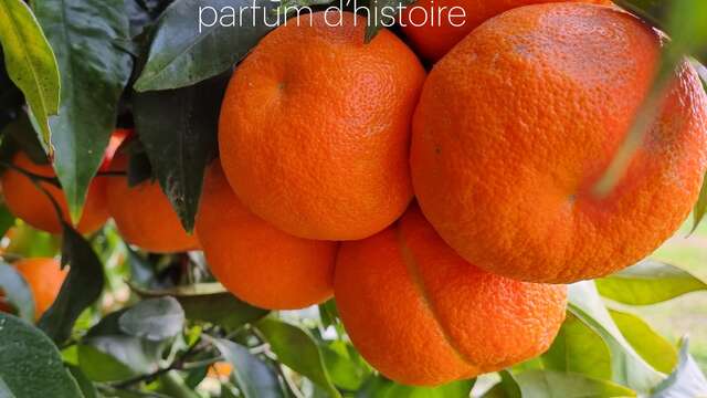 Exposition - Bigaradier, un agrume au parfum d'histoire