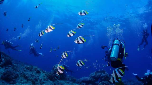 Blue Caledonia Diving