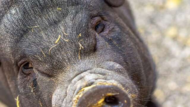 Auriol Animal Farm