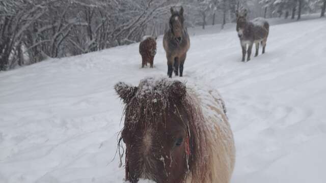 Balade à poney en main à la station de Montclar