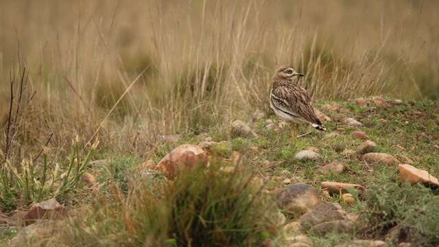 Visite de la Réserve des Coussouls de Crau