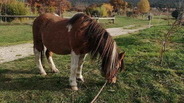 Balade à poney à l'asinerie Laura Aubert