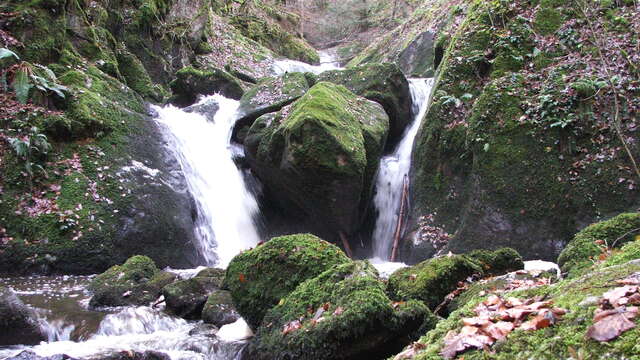 Le Bois des Côtes