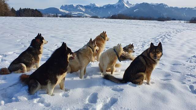 Visit to an educational kennel