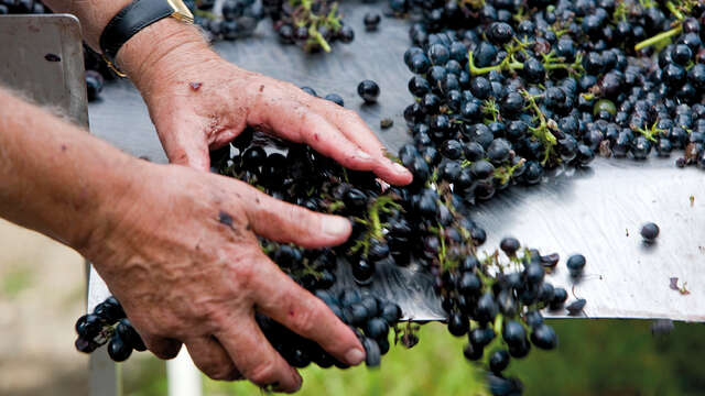 Domaine Pierre Gaillard