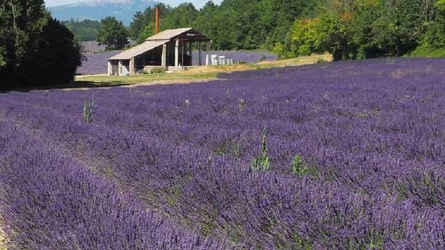 Visit the "Vallon des lavandes" traditional lavender distillery