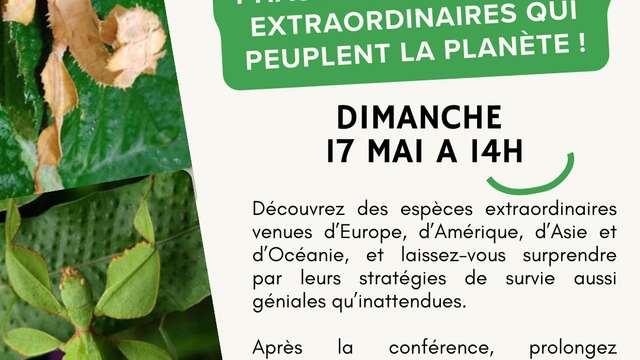 Conférence - A la rencontre des phasmes