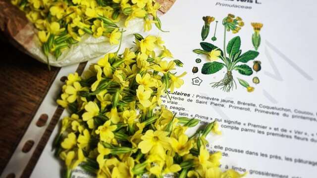 Rando découverte des plantes sauvages et médicinales - Festival du Film Nature