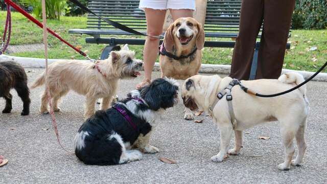 Dog Visit - Visite guidée gratuite avec son animal de compagnie